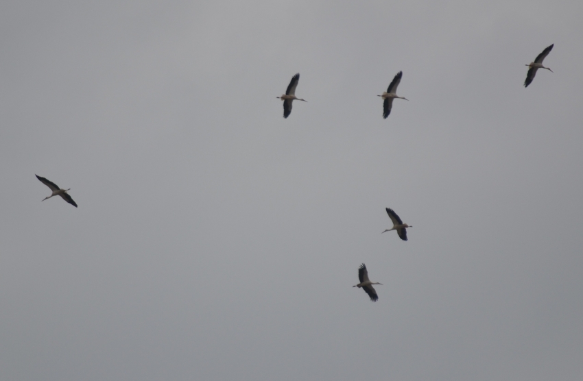 Stork flock