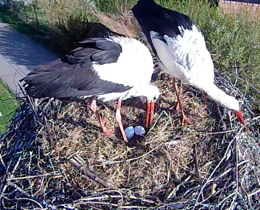 white stork egg