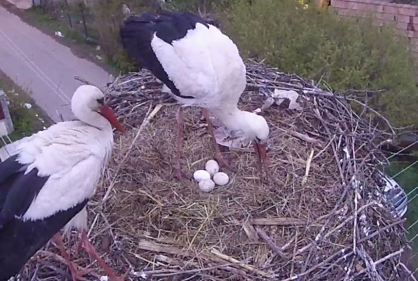 white stork live