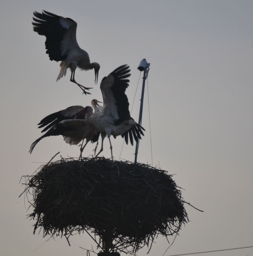 White Stork: Defense fight