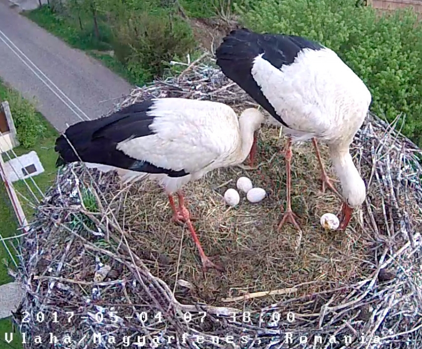 Only three eggs left