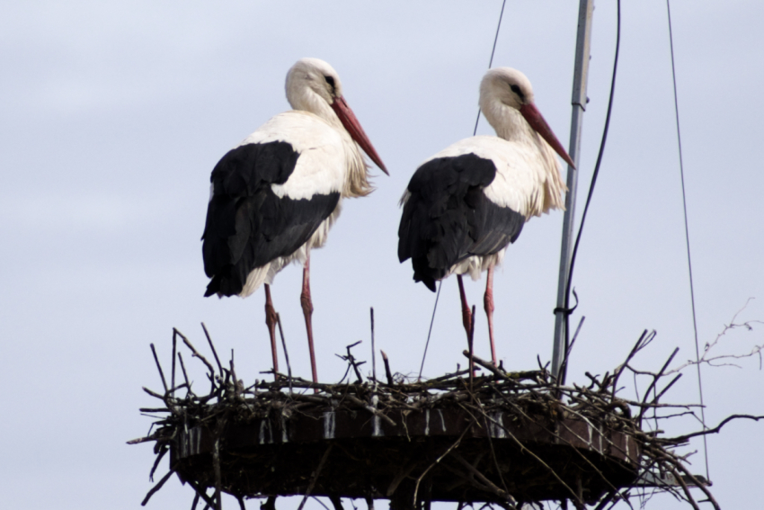 26-os_feszekfoglalok