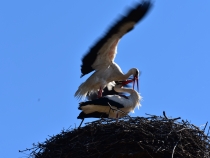 Fotó: Gazda Árpád, clujbird.ro