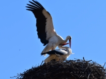Fotó: Gazda Árpád, clujbird.ro