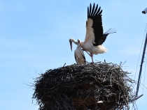 Fotó: Gazda Árpád, clujbird.ro
